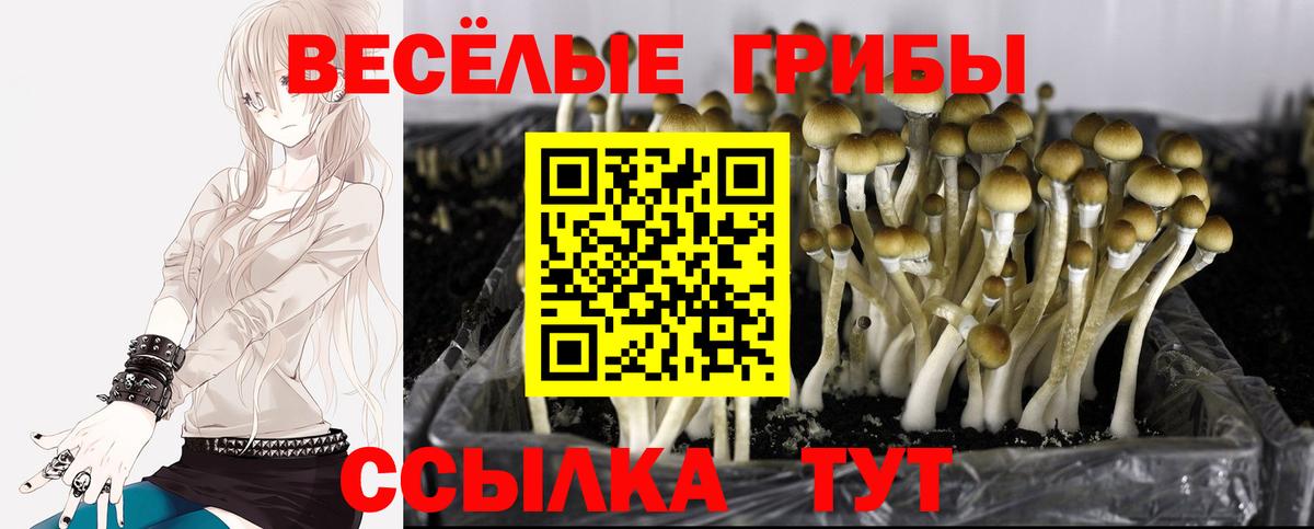 Ростов Великий  где продают   Вход с VPN  Псилоцибиновые грибы Magic Shrooms  Псилоцибиновые грибы Cubensis 